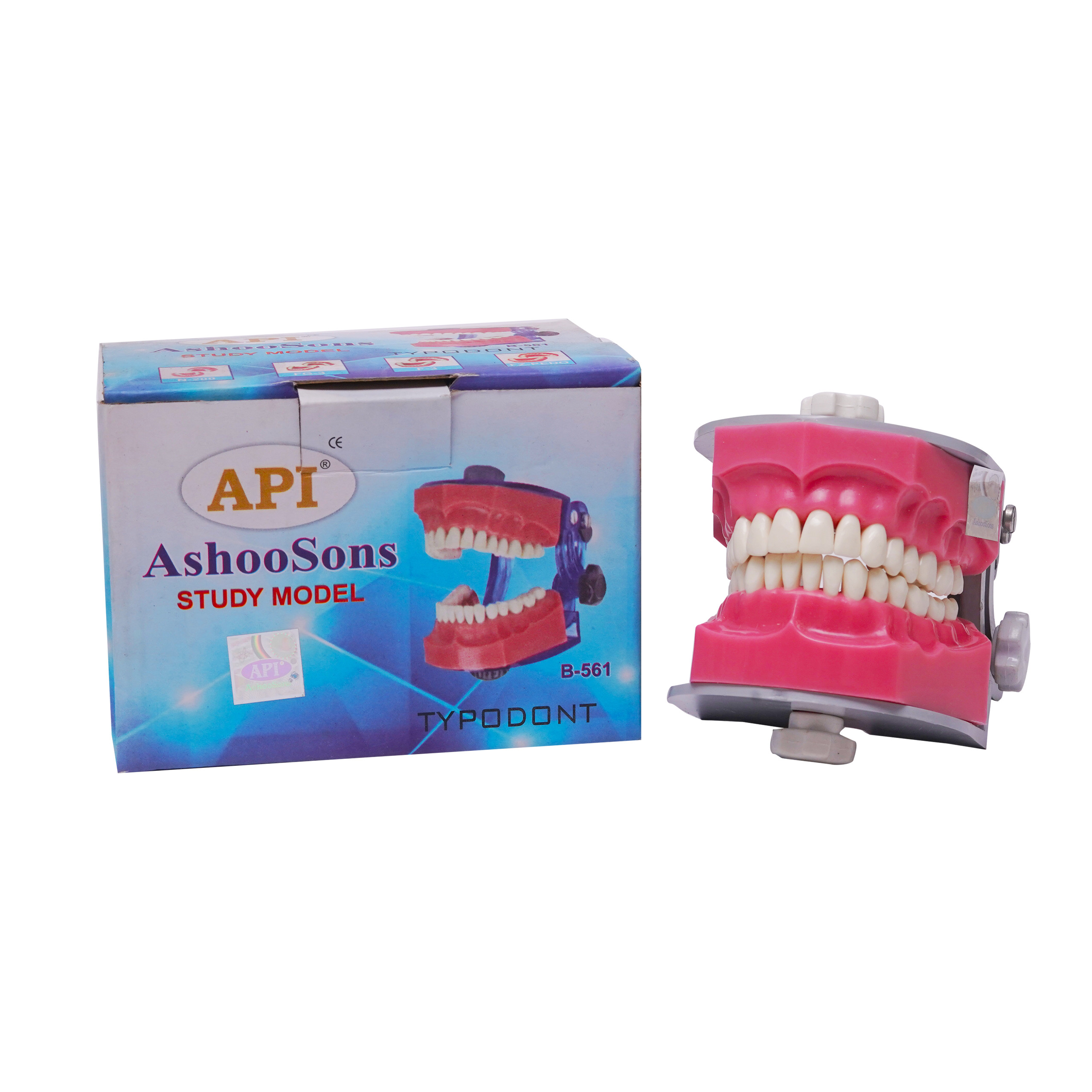 API Dental Study Model Typho With Jaw Set